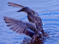 P8130330